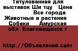 Титулованная для выставок Ши-тцу › Цена ­ 100 000 - Все города Животные и растения » Собаки   . Амурская обл.,Благовещенск г.